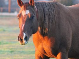 10 Tips for Caring for the Older Horse