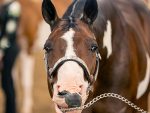 Around the Rings – 2025 APHA Zone One Zone-O-Rama