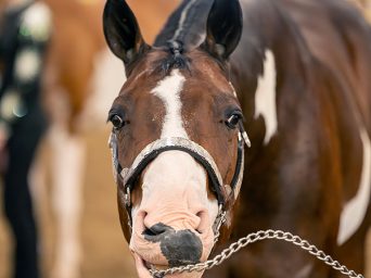 Around the Rings – 2025 APHA Zone One Zone-O-Rama