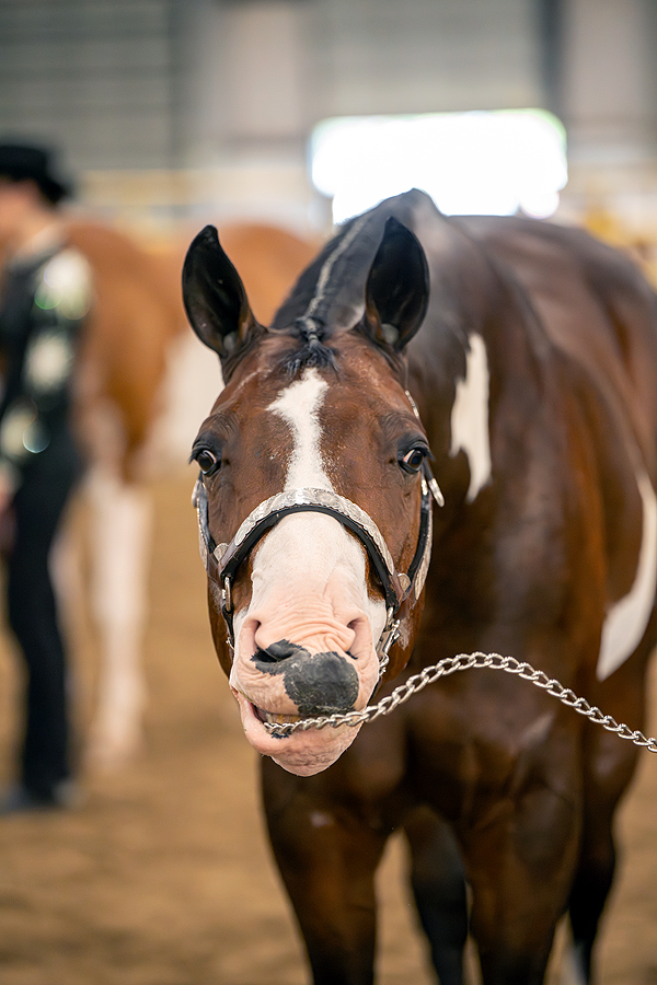 Around the Rings – 2025 APHA Zone One Zone-O-Rama