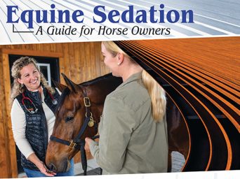 Equine Sedation: A Guide For Horse Owners