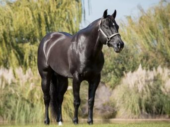 Remembering AQHA Legendary Sire Slick By Design