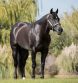 Remembering AQHA Legendary Sire Slick By Design