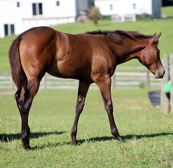 57th Annual Mid-Winter Internet Auction –2 Auctions, Last Chance to Enter