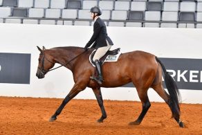 AQHA Introduces English Versatility Series and Challenge