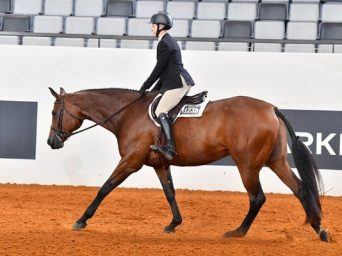 AQHA Introduces English Versatility Series and Challenge