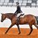 AQHA Introduces English Versatility Series and Challenge