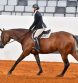 AQHA Introduces English Versatility Series and Challenge