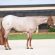 One Day Only Galyean Select Sale – Pleasure Horses of the Highest Quality
