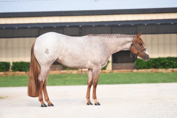 One Day Only Galyean Select Sale – Pleasure Horses of the Highest Quality One Day Only Galyean Select Sale – Pleasure Horses of the Highest Quality