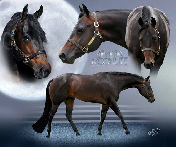 Memory Lane Monday: In Remembrance of Only In The Moonlite, 2004-2019 Memory Lane Monday: In Remembrance of Only In The Moonlite, 2004-2019
