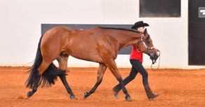 AQHA L1 Non-Pro Classes Update
