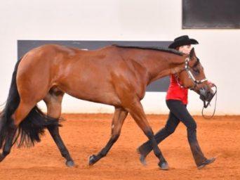 AQHA L1 Non-Pro Classes Update