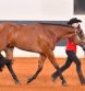 AQHA L1 Non-Pro Classes Update