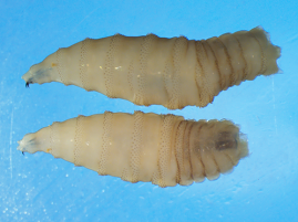 USDA Confirms Two Additional Cases of New World Screwworm in the United States
