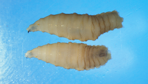 USDA Confirms Two Additional Cases of New World Screwworm in the United States