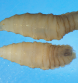 USDA Confirms Two Additional Cases of New World Screwworm in the United States
