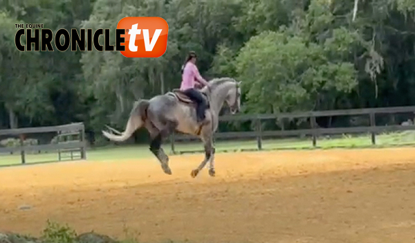 Warmblood VS. Quarter Horse