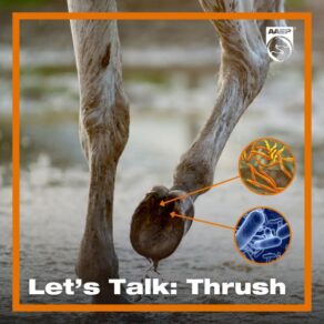Let’s Talk Thrush