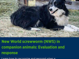 The Latest News on New World Screwworm from AVMA