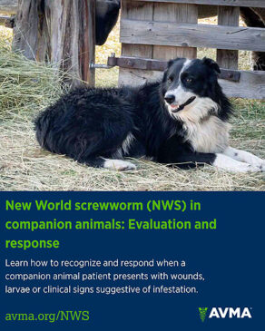 The Latest News on New World Screwworm from AVMA