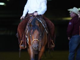 AQHF Opens Annual Call for Equine Research Grant Proposals