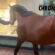 Caught on Camera: Horse Unexpectedly Enters Five-Star Hotel Restaurant in Belgium