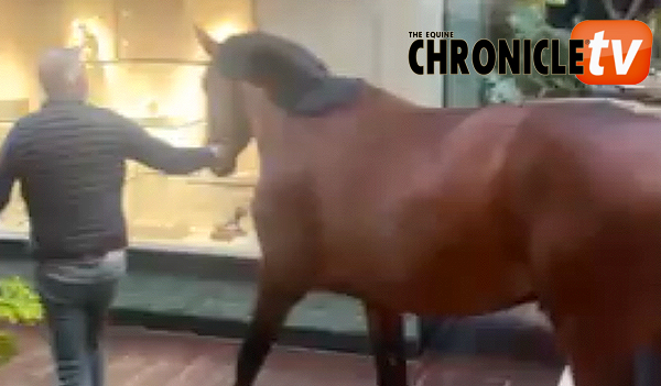 Caught on Camera: Horse Unexpectedly Enters Five-Star Hotel Restaurant in Belgium